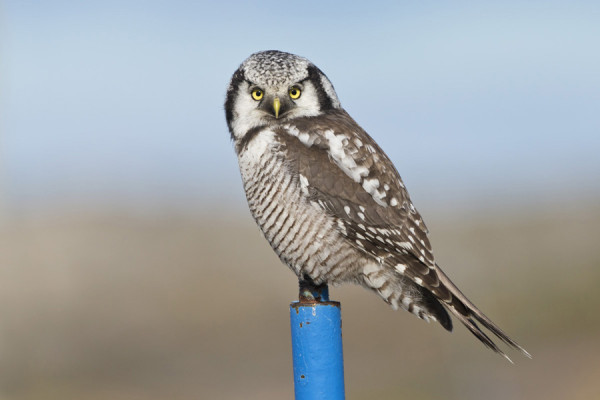 HIIRIPÖLLÖJÄ RIITTI UTÖHÖNKIN SAAKKA KAIKKIAAN 6 YKSILÖÄ