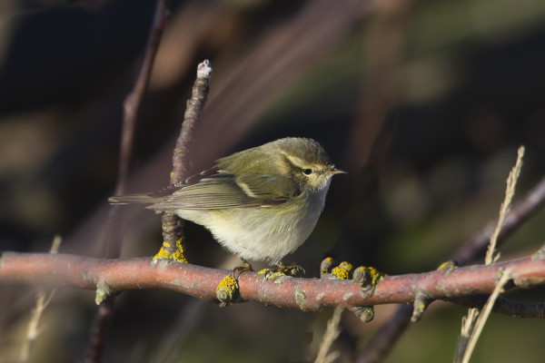 KASHMIRINUUNILINTUJA NÄHTIIN MARRASKUUSSA KAKSI