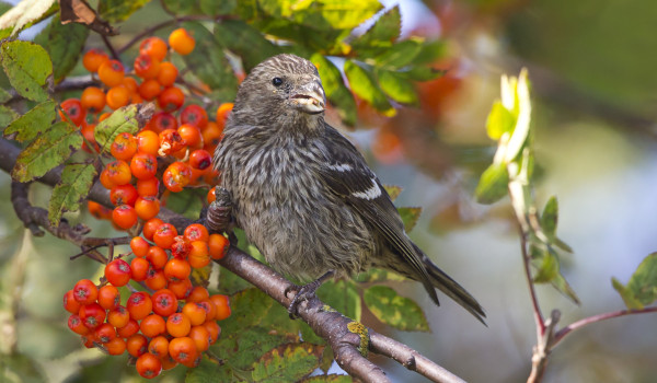 KIRJOSIIPIKÄPYLINTUJEN VAELLUS ALKOI KESÄLLÄ JA YHTEISMÄÄRÄ KOHOSI 115 YKSILÖÖN