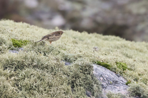 ITÄRANNAN NIITTYKIRVINEN ON ARKA JA VAIKEASTI KUVATTAVA, TÄMÄN PAREMPAA KUVAA EN OLE VIELÄ SAANUT