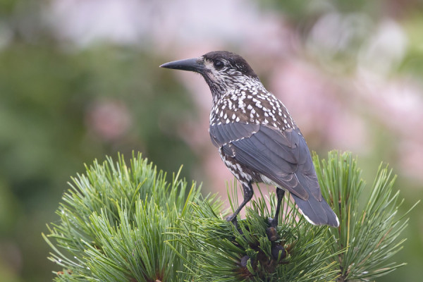 PÄHKINÄHAKKEJA NÄHTIIN VAIN MUUTAMA