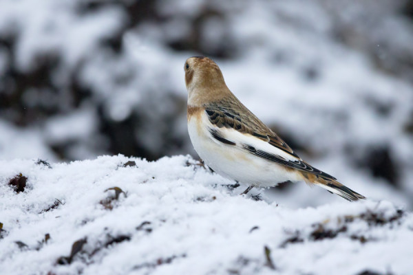 PÄIVÄN PULMUNEN EI SUOSTUNUT KERTAAKAAN KATSOMAAN MINUUN PÄIN! MITÄHÄN SIITÄ PITÄISI AJATELLA...