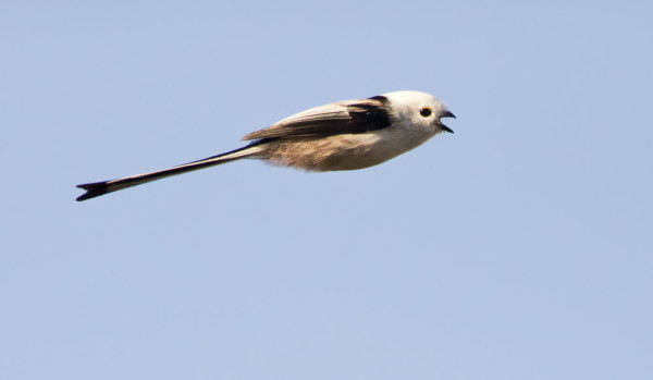 PYRSTÖTIAISVAELLUS OLI HIENOA KATSOTTAVAA, ENNÄTYSPÄIVÄNÄ LOKAKUUSSA NÄHTIIN NOIN 720 YKSILÖÄ