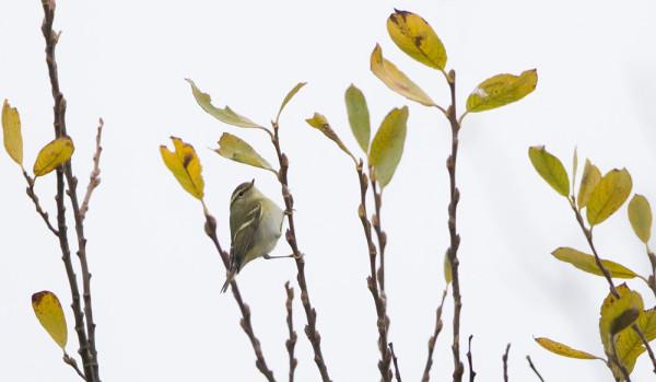 TAIGAUUNILINTUJA OLI KOKO SUOMESSA PALJON, UTÖSSÄ KYMMENEN