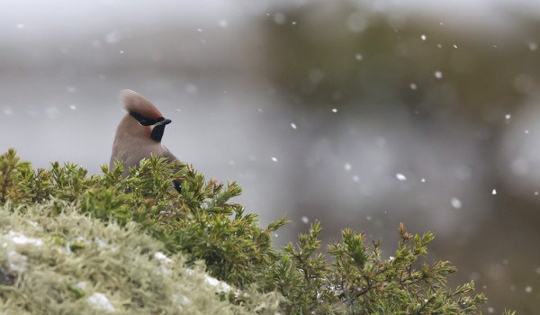 TILHI IHMETTELEE ETTÄ SATAAKO TÄÄLLÄKIN JO LUNTA...?
