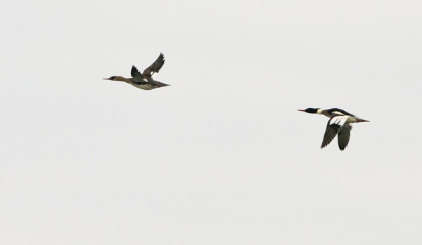 MUUTAMA TUKKAKOSKELO VIETTÄÄ TALVEA UTÖSSÄ