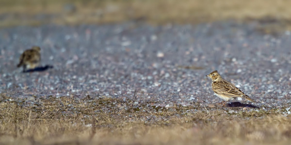 USEITA KIURUJA ON JO NÄKYNYT UTÖSSÄ
