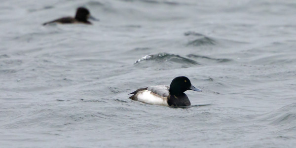 JOKUNEN LAPASOTKA VIIHTYY VIELÄ UTÖSSÄ