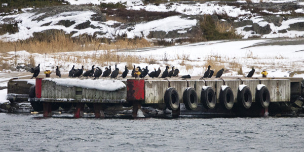MERIMETSOPORUKKA ON ASETTUNUT ORMSKÄRIN BETONILAITURILLE