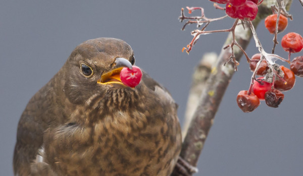 MUSTARASTAAT PITÄVÄT MARJARUOKIINNASTANI