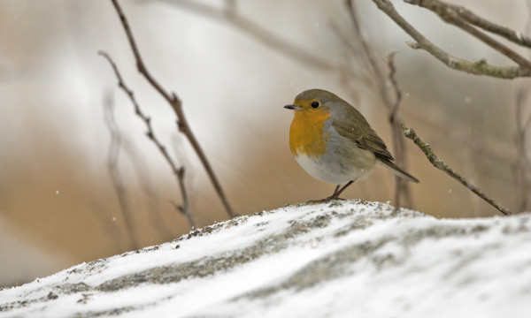 PUNARINTA ON PYSYNYT LÄPI TALVEN RUOKINNALLAMME