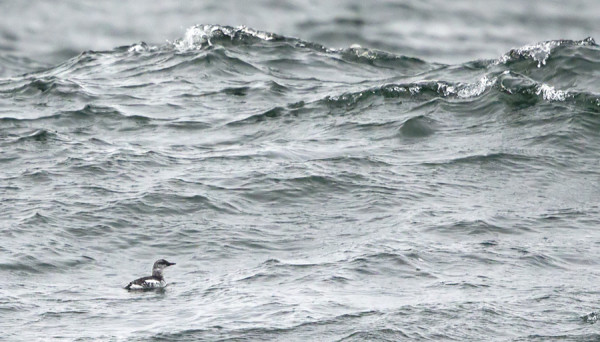 VAIHTOPUKUINEN RISKILÄ ETELÄKÄRJEN AALLOILLA