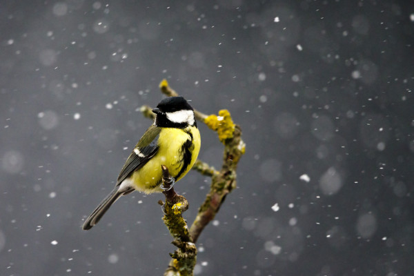 SAARESSA ON NYT PALJON TALITIAISIA