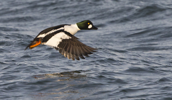 TALVEHTINEET TELKÄT OVAT SELVÄSTI VÄHENTYNEET, LÄHTENEET POHJOISEEN?