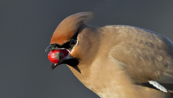 TILHET LÖYSIVÄT NOPEASTI MARJARUOKINTANI