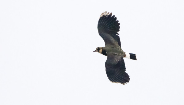 KEVÄÄN ENSIMMÄINEN TÖYHTÖHYYPPÄ ITÄNIITYN YLLÄ