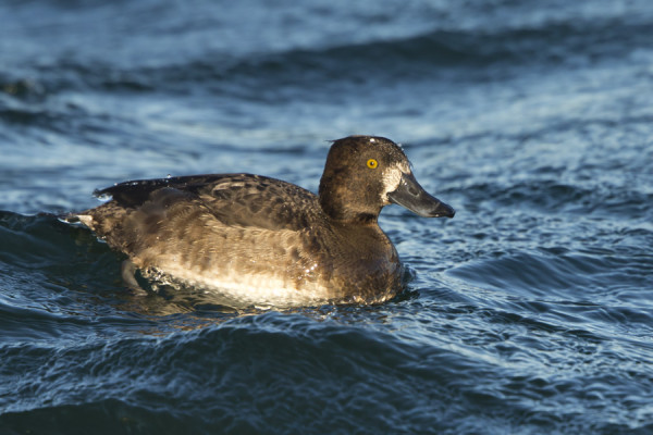 TUKKASOTKA, JOLLA LAPASOTKAMAISESTI PALJON VALKEAA NOKAN YMPÄRILLÄ, OLESKELEE SATAMALAHDELLA