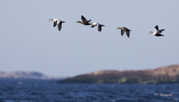 HAAHKOJA ON SAAREN YMPÄRILLÄ JO MUUTAMA SATA