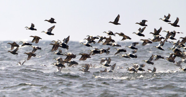 HAAHKOJA UTÖN VESILLÄ