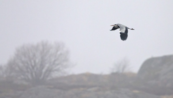 KEVÄÄN ENSIMMÄINEN HARMAAHAIKARA SUMUISELLA SATAMALAHDELLA