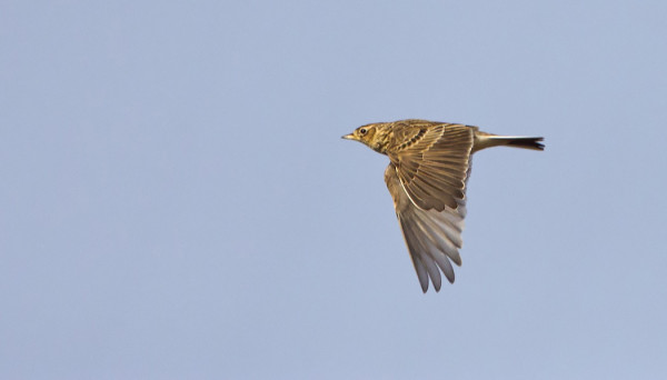 ITÄNIITYLLÄ VIIHTYY PIENI KIURUPARVI
