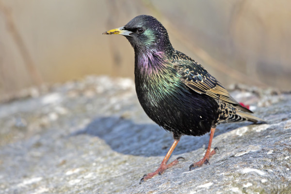 KOTTARAISET OVAT NYT HIENOSSA PUVUSSA