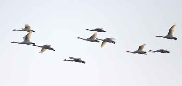 MUUTAMA PIENI LAULUJOUTSENPOTTI ON TÄNNEKIN OSUNUT
