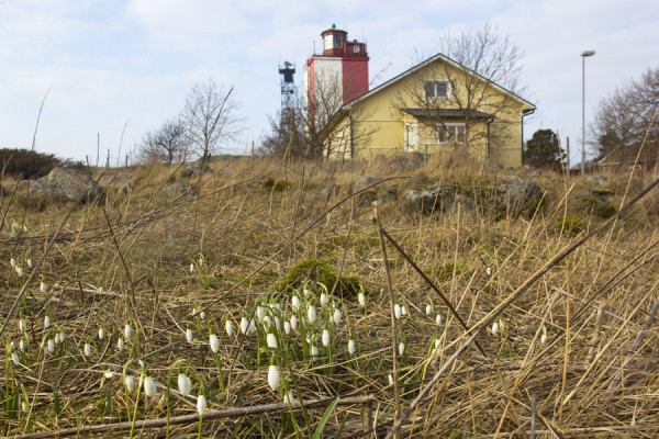LUMIKELLOT ALOITTAVAT KUKINTAANSA