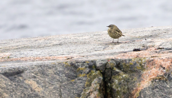 KEVÄÄN EKA LUOTOKIRVINEN ITÄRANNALLA