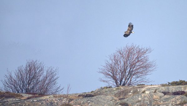 MUUTAMA MERIKOTKA NÄKYY PÄIVITTÄIN
