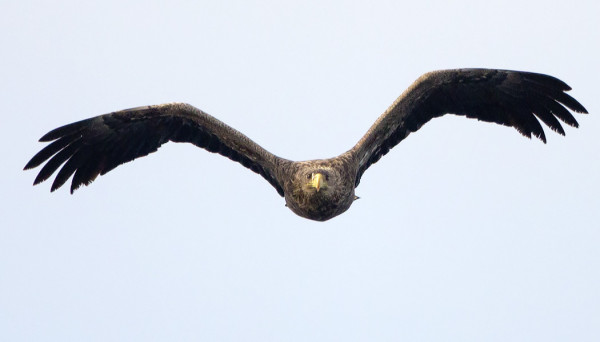 MERIKOTKA MEINASI TULLA IHAN KIMPPUUN :-)
