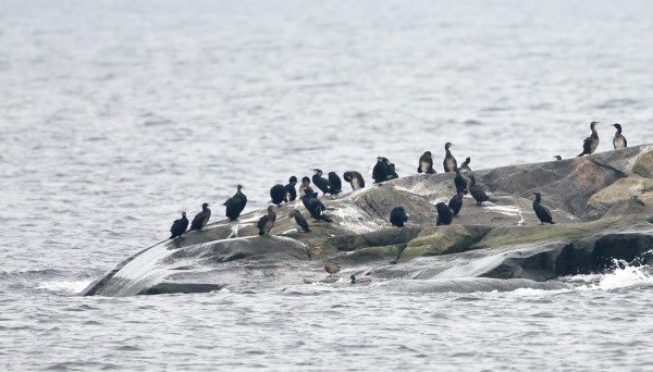MERIMETSOPORUKKA ON KOKO TALVEN VIIHTYNYT SATAMAN TUNTUMASSA