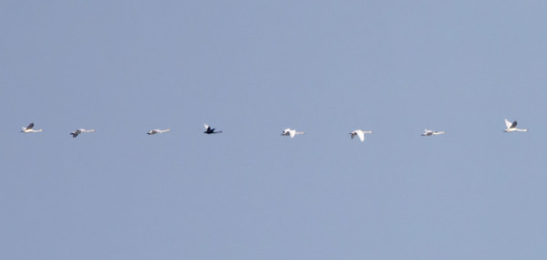 mustajoutsen_02_Korppoo_03_14