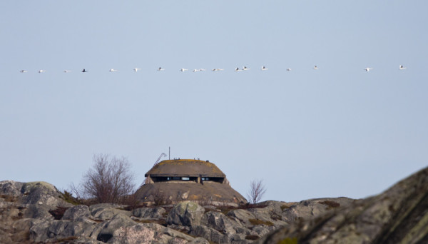 MUSTAJOUTSEN PARVEN 4. VIIMEISENÄ ORMSKÄRIN PÄÄLLÄ