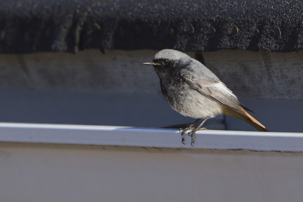 VANHA KOIRAS MUSTALEPPÄLINTU KOMISTI LAJIN SAAPUMISTA