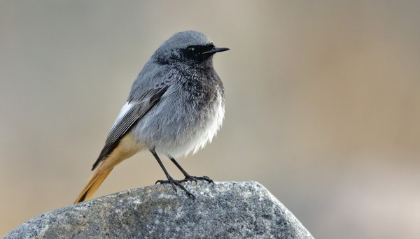 VANHA KOIRAS MUSTALEPPÄLINTU ON TOSI HIENO LINTU