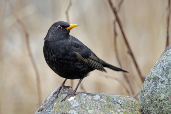 MUSTARASTAITA ON SENTÄÄN SAAPUNUT JO RUNSAASTI