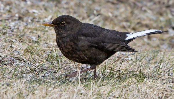 KOULUN PIHALLA OLESKELI TÄNÄÄN VALKOPYRSTÖINEN MUSTARASTAS