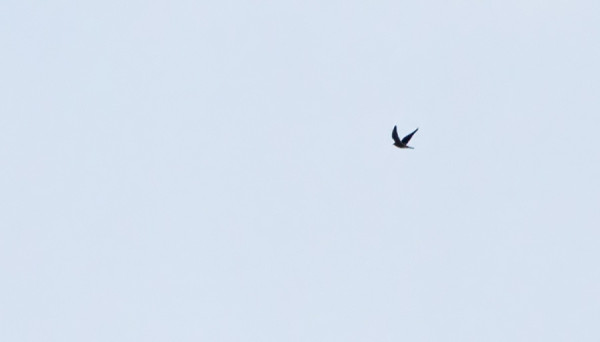 ALUEELLA TALVEHTINEESTA MUUTTOHAUKASTA EN OLE ONNISTUNUT TÄMÄN PAREMPAA KUVAA SAAMAAN, TÄMÄ TÄLTÄ PÄIVÄLTÄ