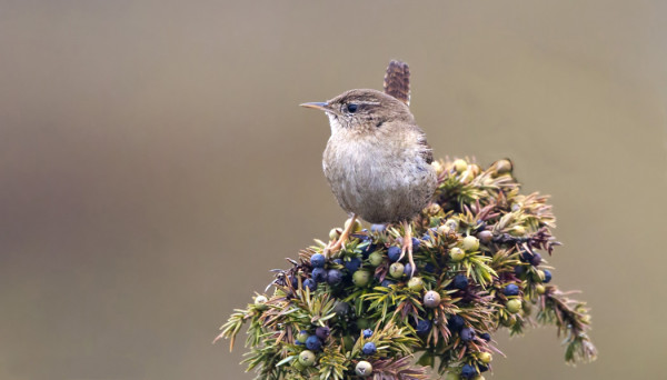 USEITA PEUKALOISIA ON SELVINNYT SAARESSA TALVEN YLI