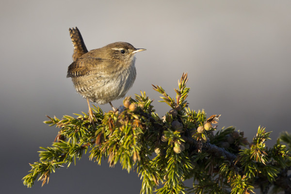 PEUKALOISIA ON JO USEITA MUUTOLLA