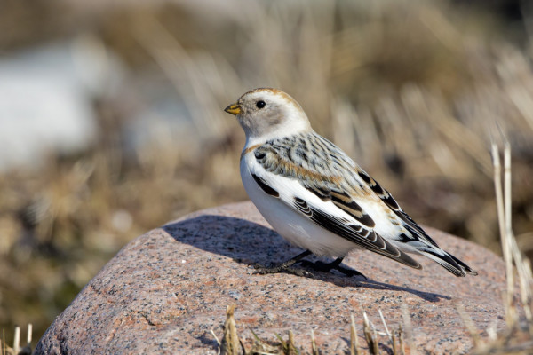 PULMUSIA ON NÄKYNYT USEANA PÄIVÄNÄ
