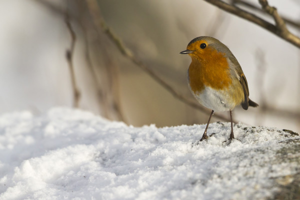 PUNARINTA IHMETTELEE KUN LUNTTA TULI VIELÄ LISÄÄ