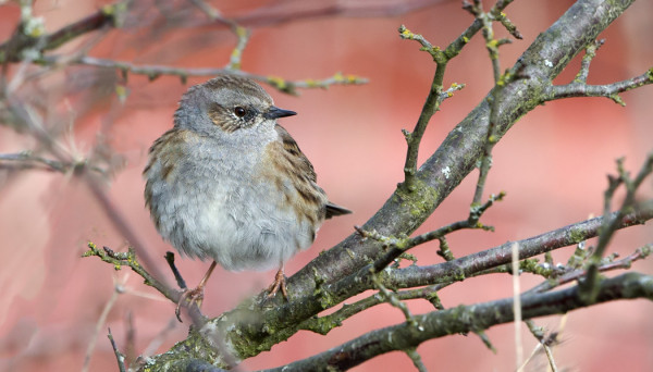 RAUTIAINEN ON PYSYNYT SAARESSA KOKO TALVEN