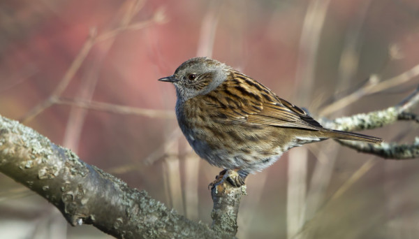 RAUTIAINEN ON VASTA NYT ALKANUT INNOSTUA RUOKINNASTA