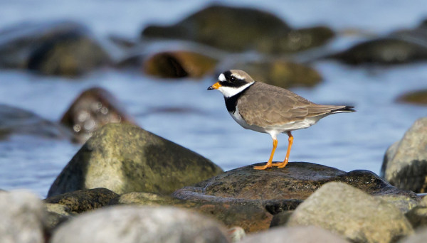 ENSIMMÄISET TYLLIT SAAPUIVAT