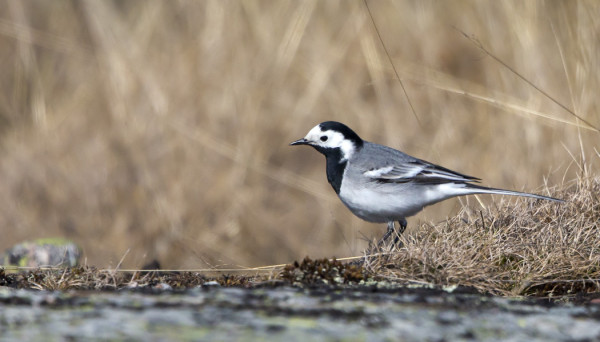 VÄSTÄRÄKITKIN TULIVAT AIKAISIN TÄNÄ KEVÄÄNÄ