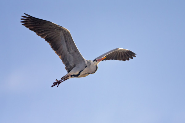 HARMAAHAIKAROITA ON NÄHTY USEITA