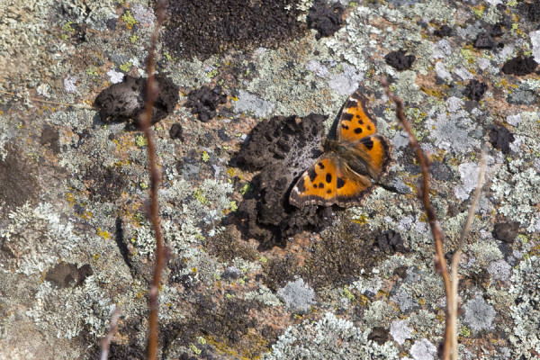 ISONOKKOSPERHOSIA ON NÄKYNYT MUUTAMIA