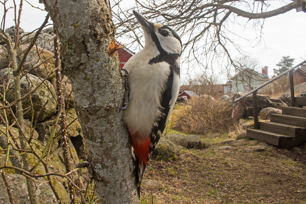 KÄPYTIKKA KUVATTUNA LYHYELLÄ OBJEKTIIVILLA